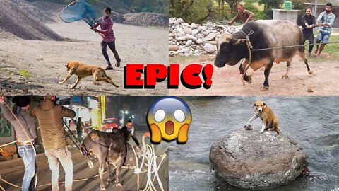 Top 5 risky Indian animal rescues