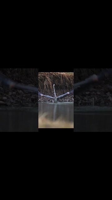 SLO-MO Heron Dive and Flight #wildlife