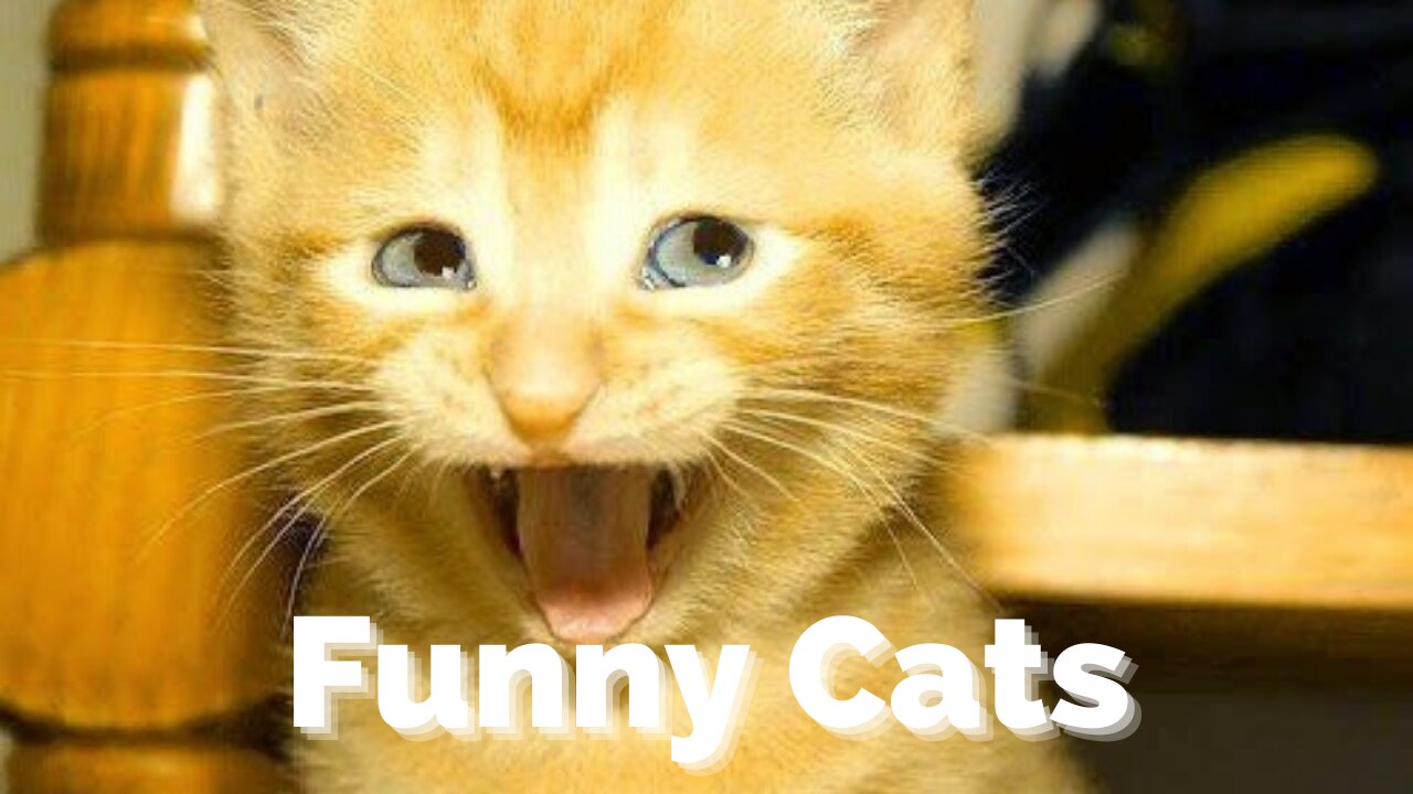 Funny and Cute Cat's Life 👯😺 Gatos e Donos Eles são nossos melhores amigos. Assista!