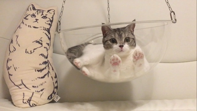 cat enjoyed play on a swing