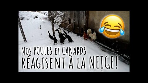 RÉACTION de nos POULES à la NEIGE! 😂 #250