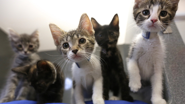 'Kitten Season' in Cincinnati: Why that's a bad thing