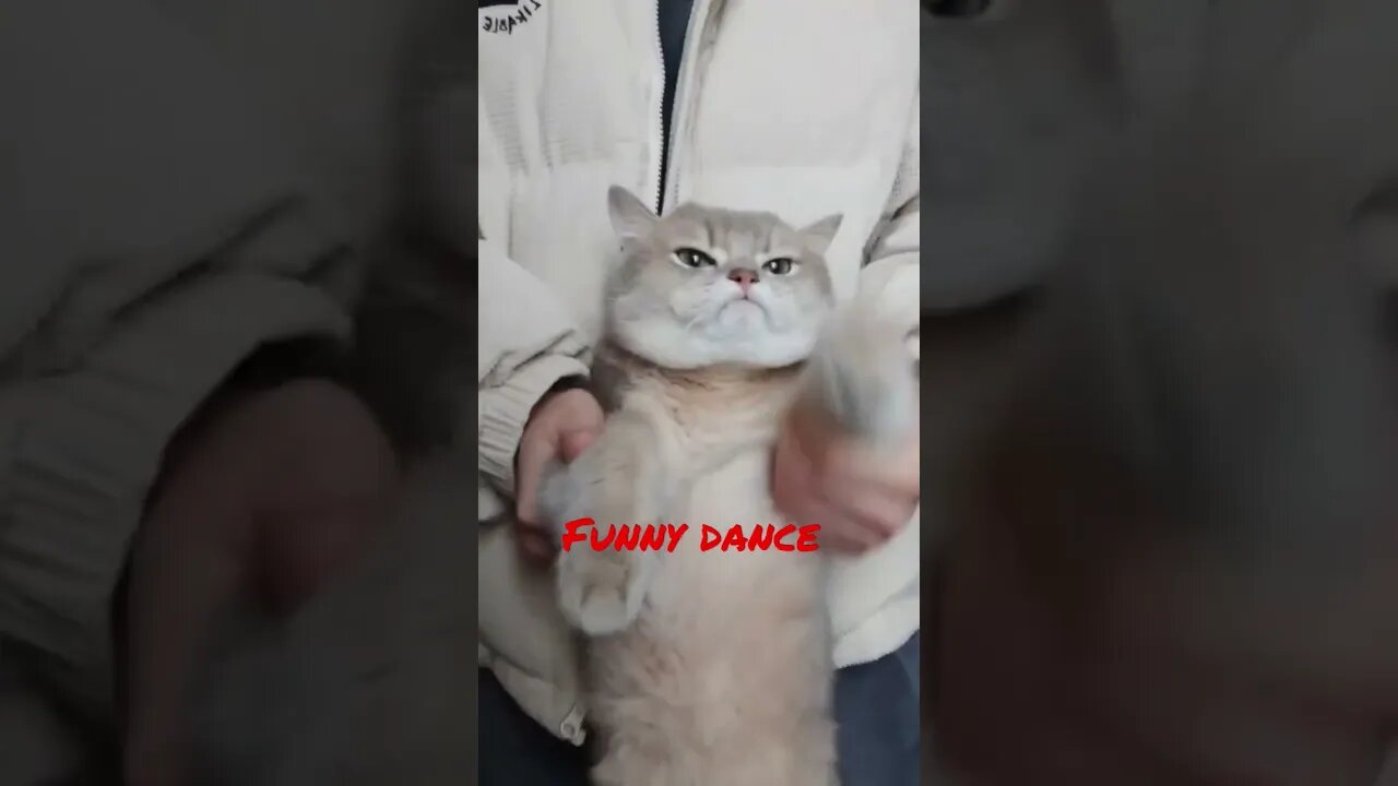 So funny #shorts #cat #viral