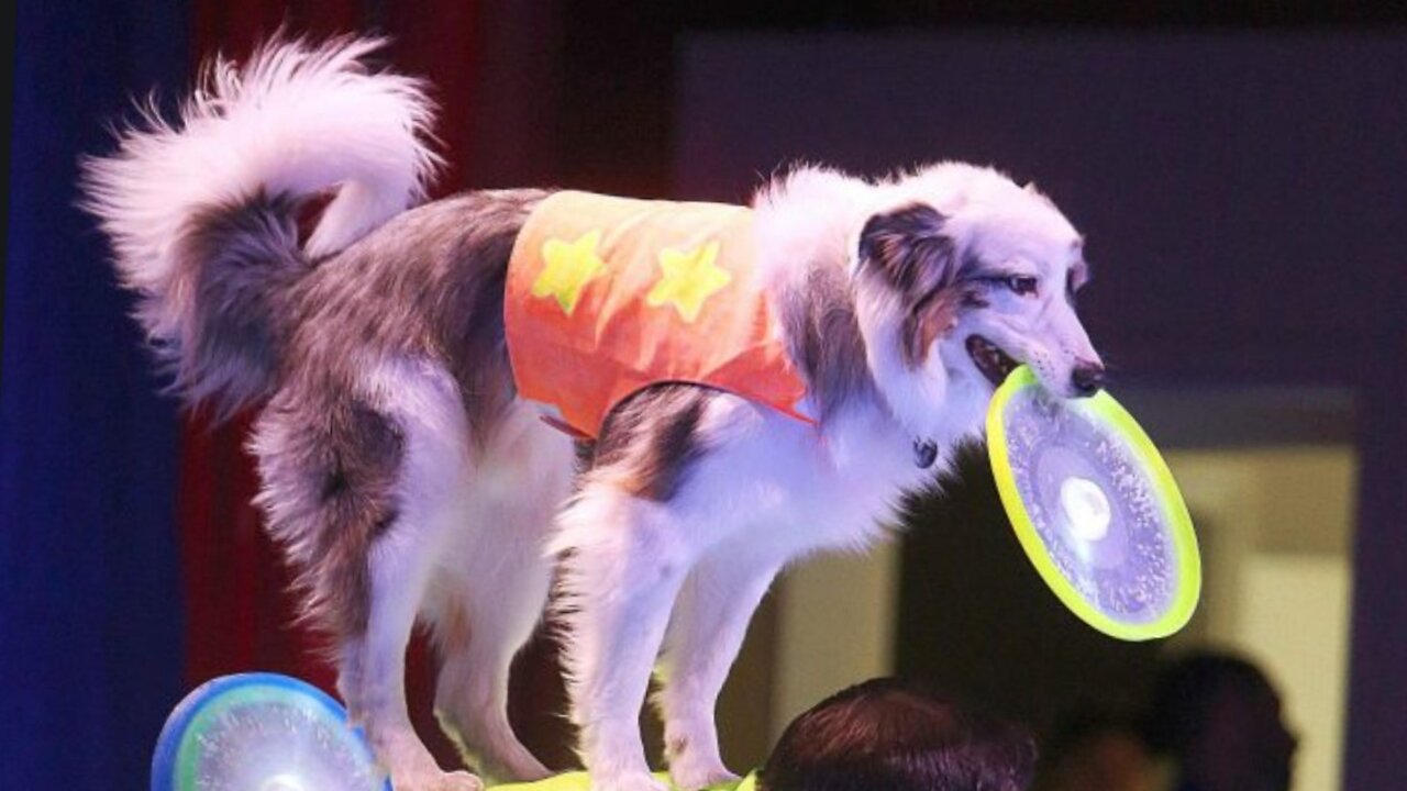 Dog sets frisbee record for longest catch during Canadian football game