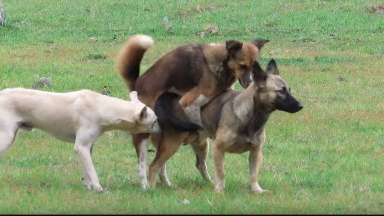 Dog meeting in village