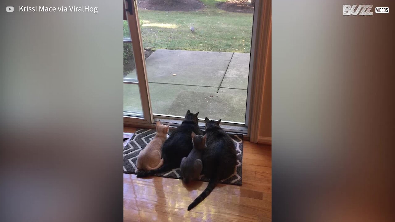 Ces chats se regroupent pour regarder des écureuils manger