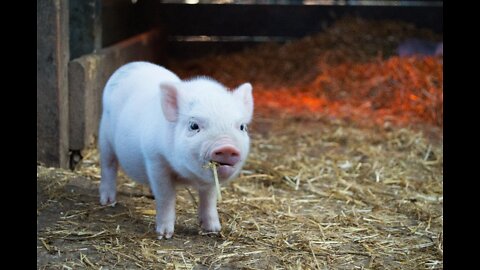 Piglet loves to take shower