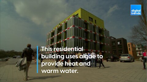 Algae that heats a building