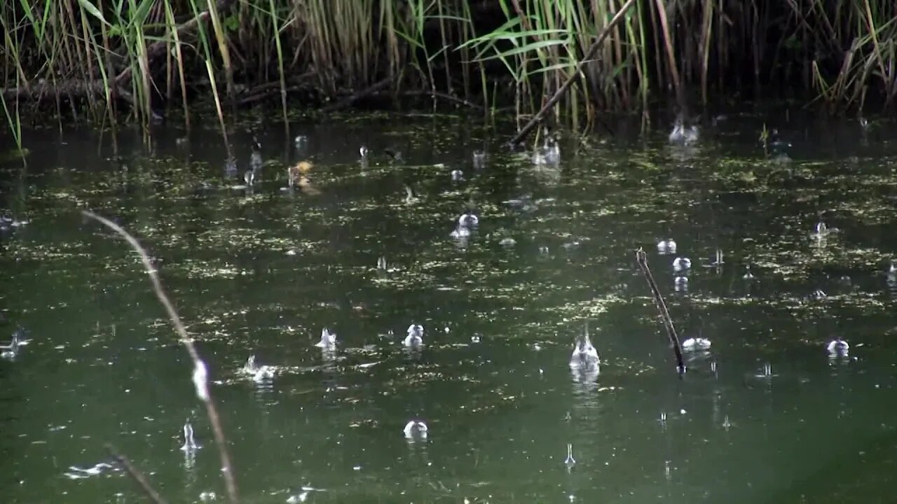 Raindrop Water Pond Rain Green Nature