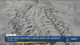 SCCF sees second turtle nest of season