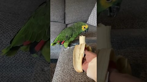 It's feeding time l #shorts l #youtubeshorts l #amazonparrot l @BikisAviary