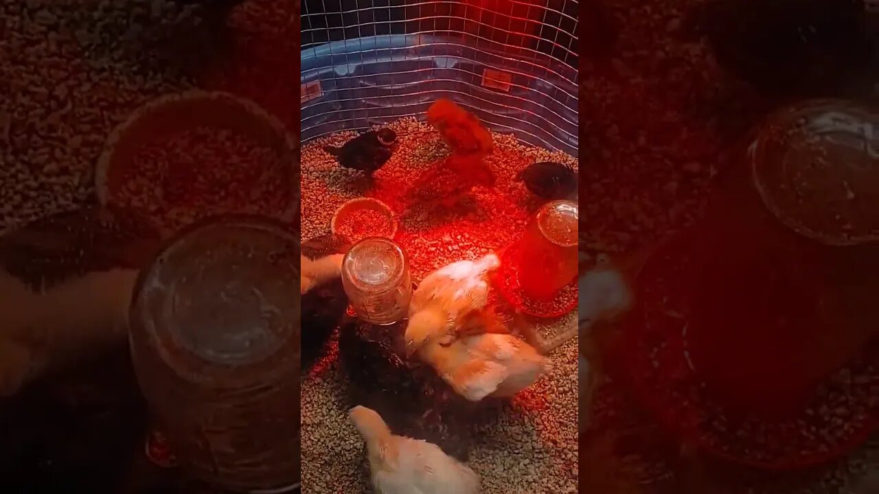 Update on meat chicken, egg chicken, and pheasant growth