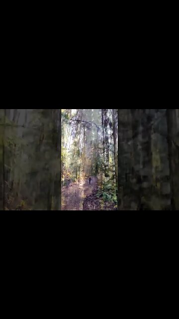 Winter sun low on the horizon through the trees. #winter #hiking #naturelovers #pnwlife