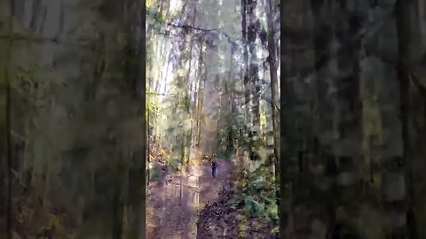 Winter sun low on the horizon through the trees. #winter #hiking #naturelovers #pnwlife