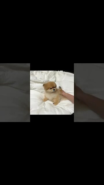 You Won't Believe What This Chihuahua Can Do!