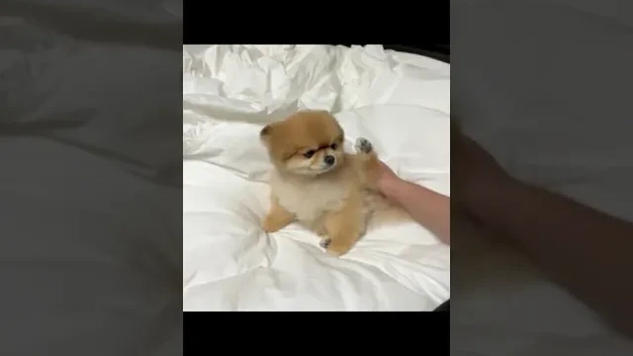 You Won't Believe What This Chihuahua Can Do!