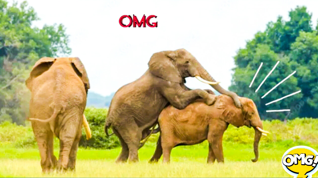 How_do_elephants_mateing_have_you_seen_ever____Wild_Animal