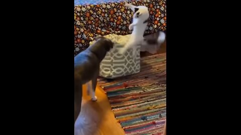 FUNNY & CUTE PETS COMPILATION