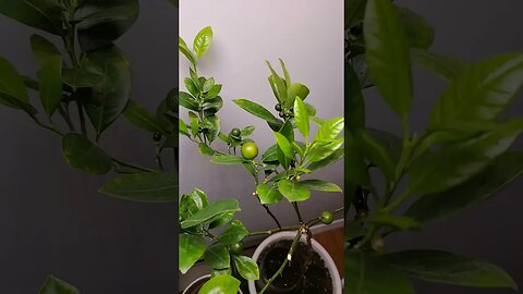 indoor citrus tree 🌳 Newfoundland Canada Calamondin orange