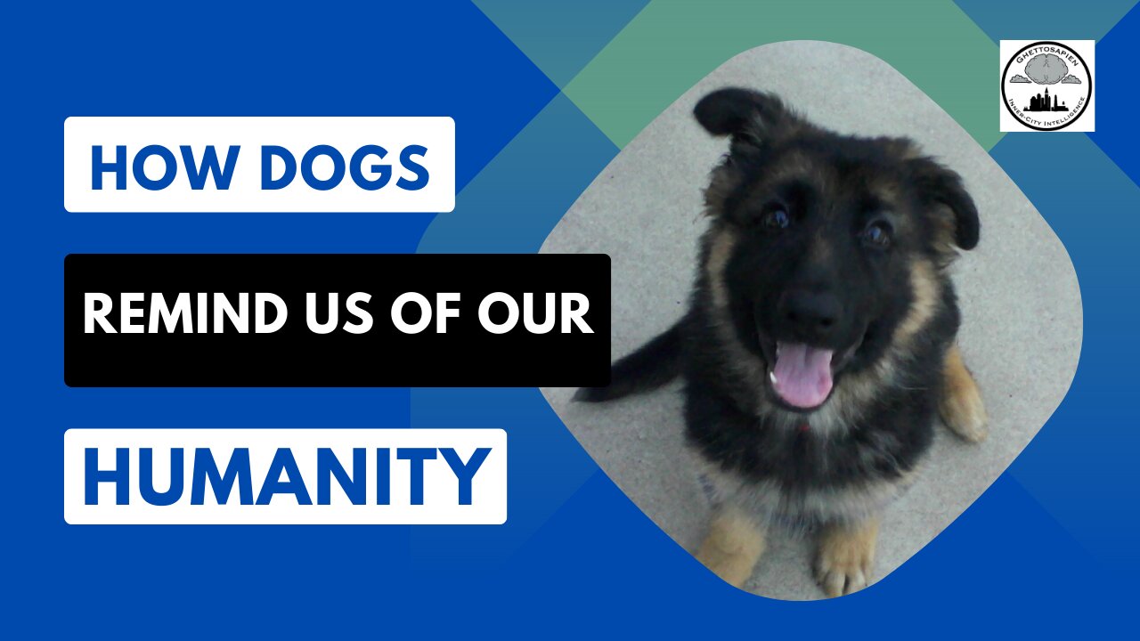 Our Dogs Can Teach Us Something About Society