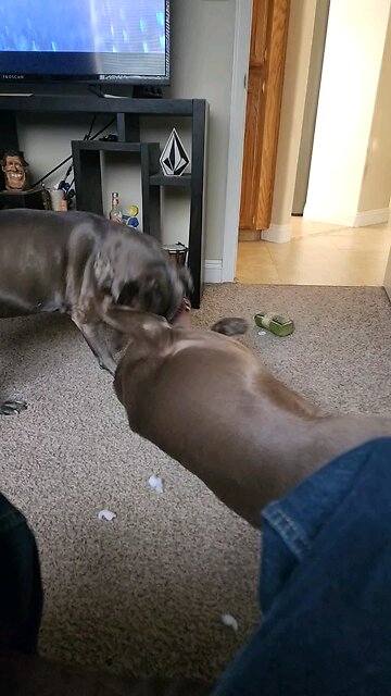 My dog having some fun