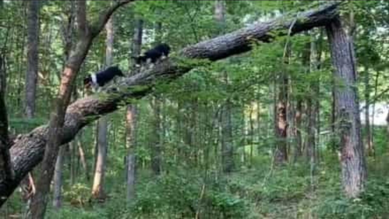 Cães divertem-se a subir às árvores na floresta