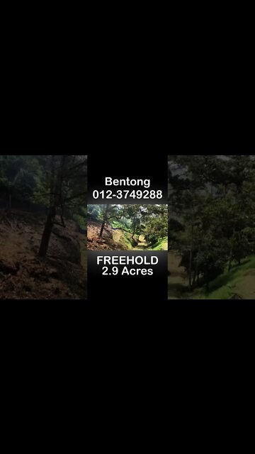 2.9 Acres Bentong Musang King Agriculture FREEHOLD Land for SALE!