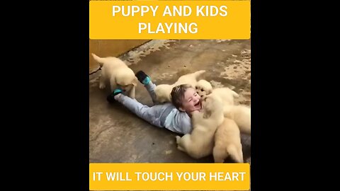 Puppies and kid playing