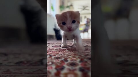 Little kitten walking 😻