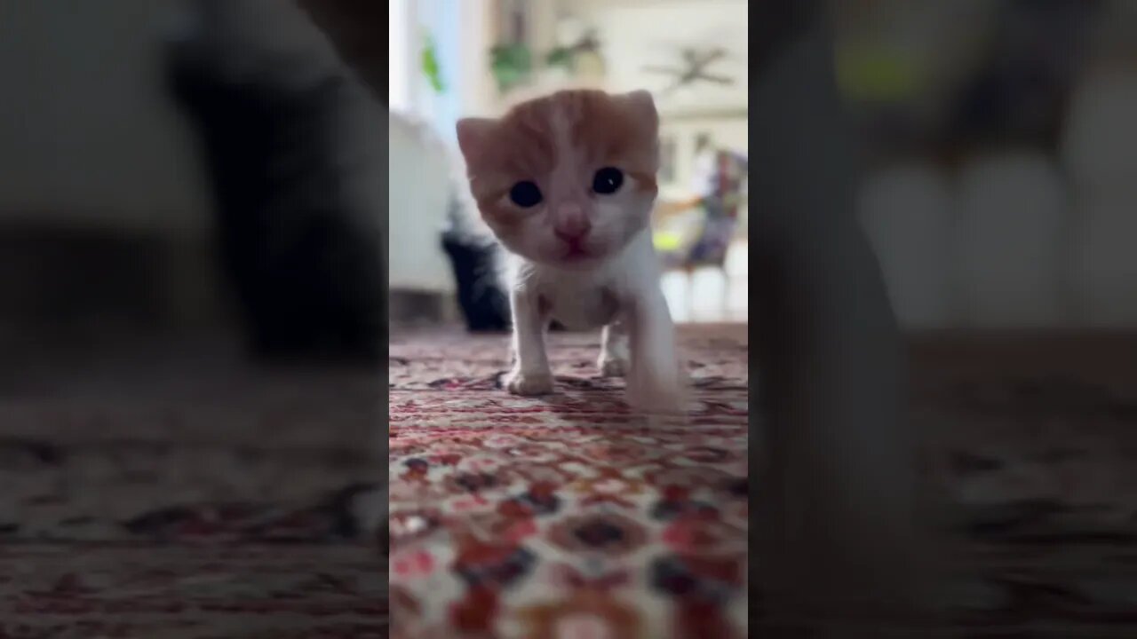 Little kitten walking 😻