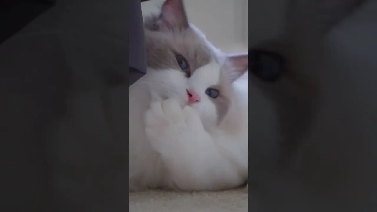 Cutest cat on tiktok - this will make you smile #shorts