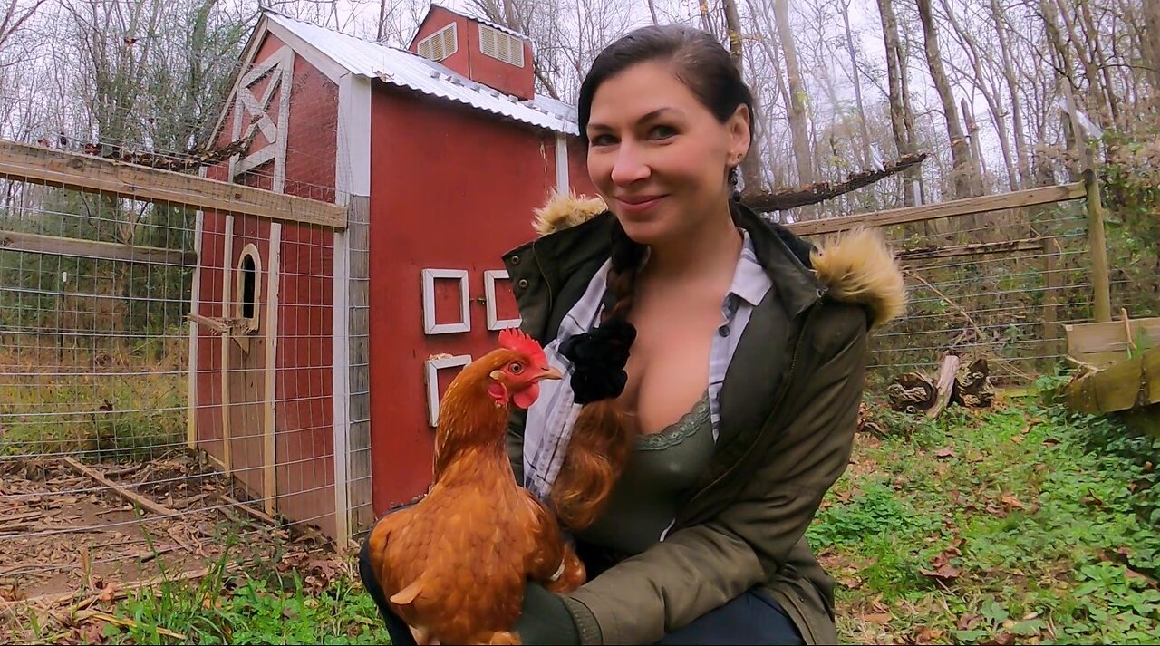 How We Protect Our Flock from Predators: Our Real Challenges of Owning Chickens