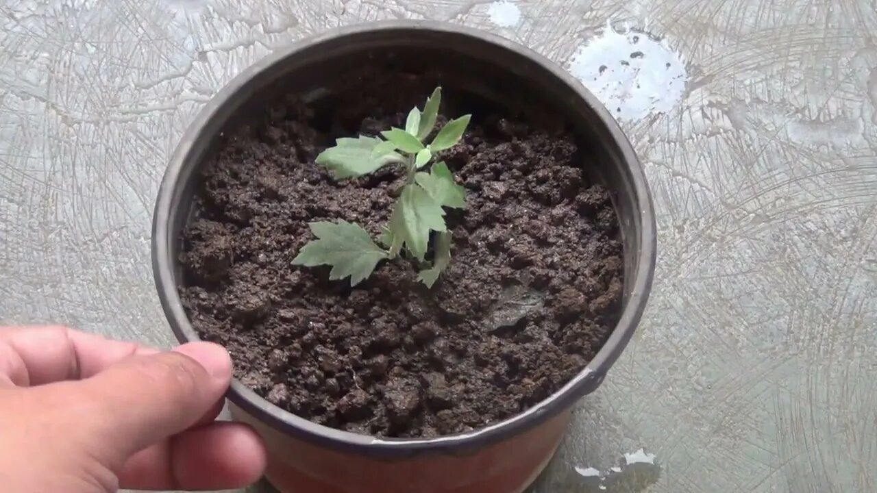 Grow Chrysanthemum in 4 Inch Pot