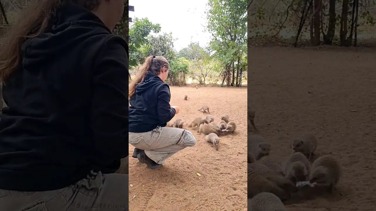 Watch What Happens When a Banded Mongoose Drops By For Breakfast! #animals #wildlife #4k