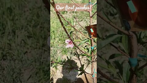 Our peach trees have fruit! #peachtree #peaches #fruittrees #fruit #orchard #orchard #homesteading