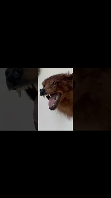 He seems a little mad