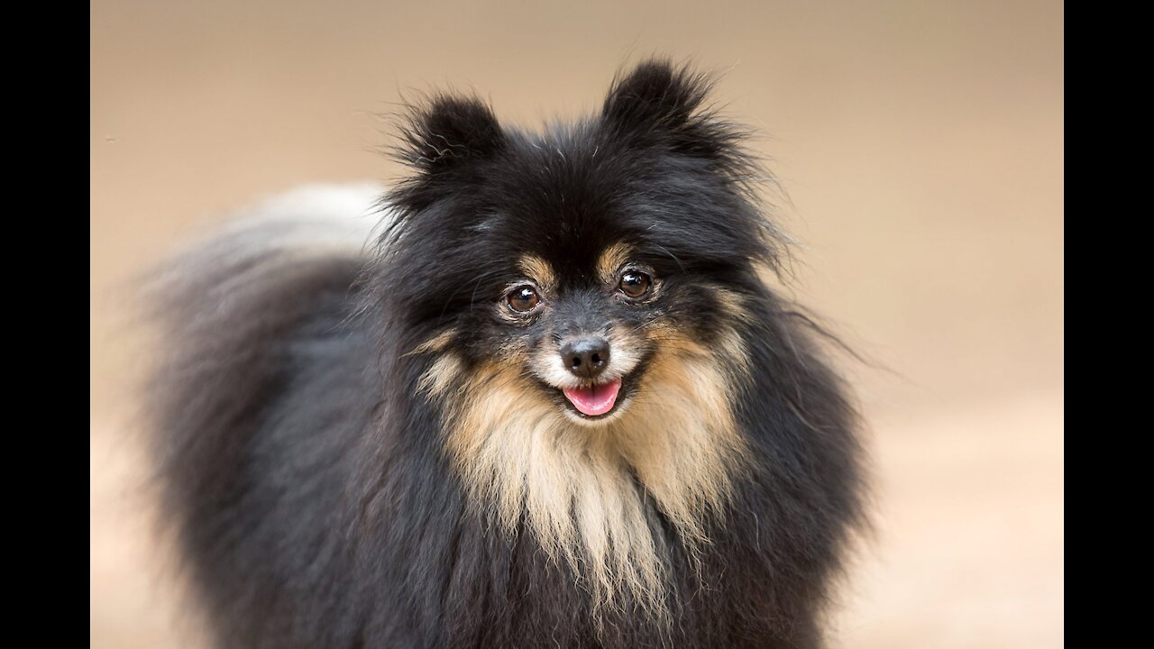 Adorable Pomeranian cute pupuies