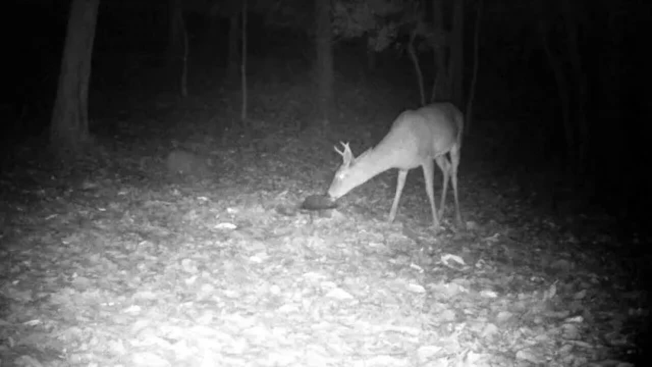 This little 6 point could use some good luck!