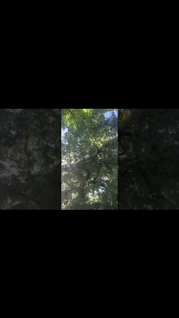 The light of the sun plays with the majestic leaves of these amazing trees-summer still