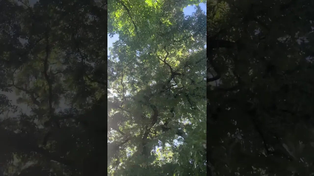 The light of the sun plays with the majestic leaves of these amazing trees-summer still