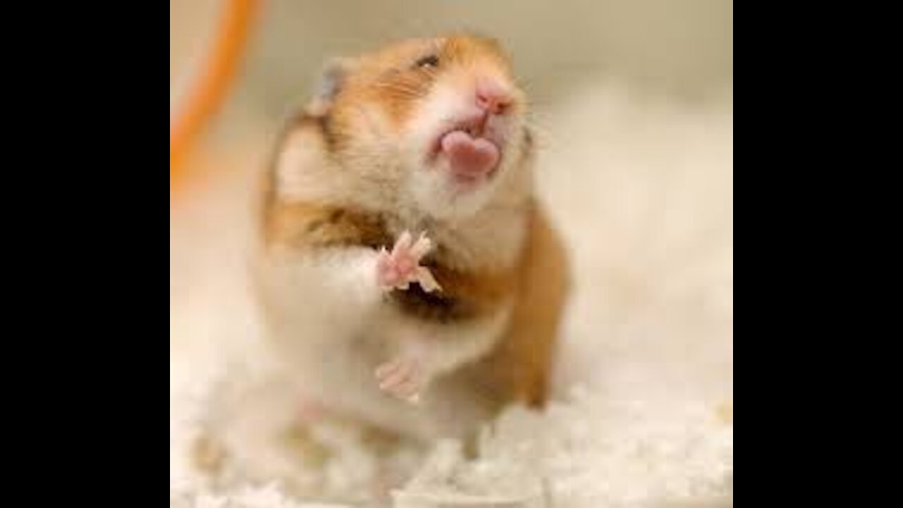 Funny and greedy hamster !!!