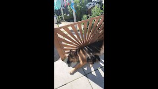 Puppy Toby with adopted mum Pandora having a chilling outside