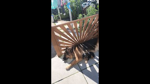 Puppy Toby with adopted mum Pandora having a chilling outside