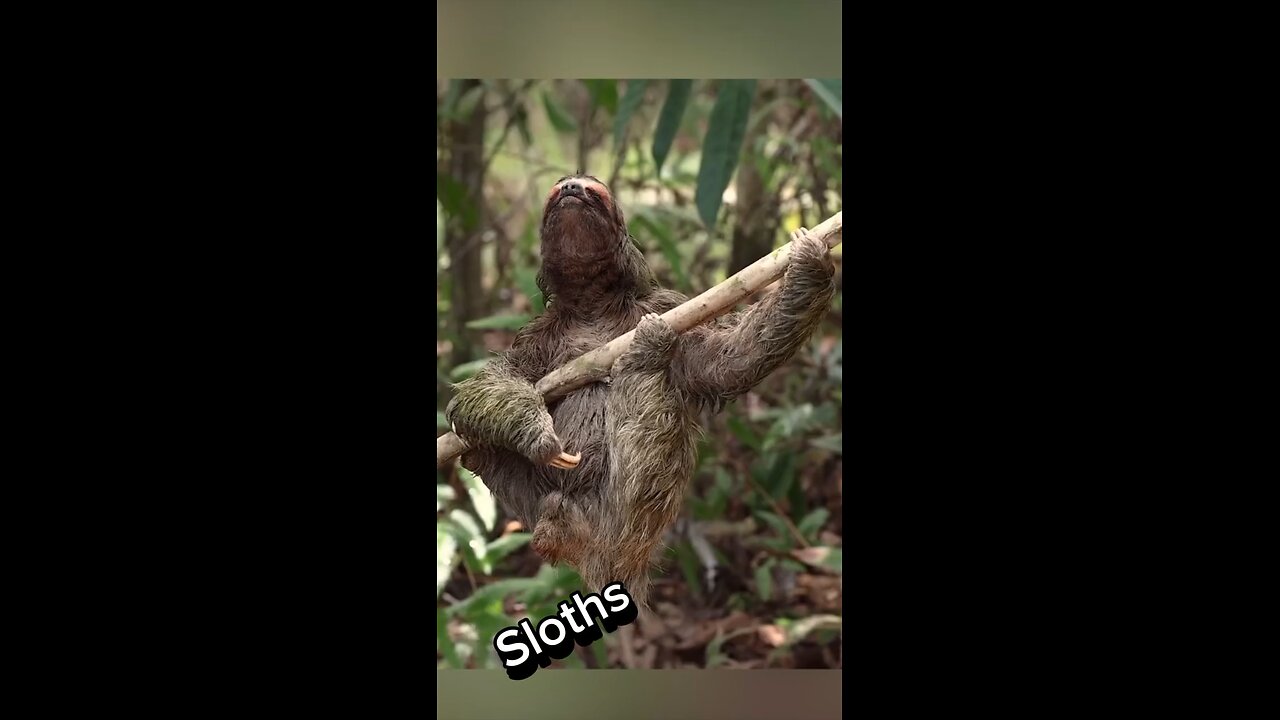 Sloths spend most of their lives hanging on tree branches away from predators' tentacle!!!