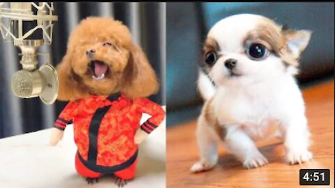 2021 Funny baby dogs 🤣 Funny DOG Videos 😂🐶