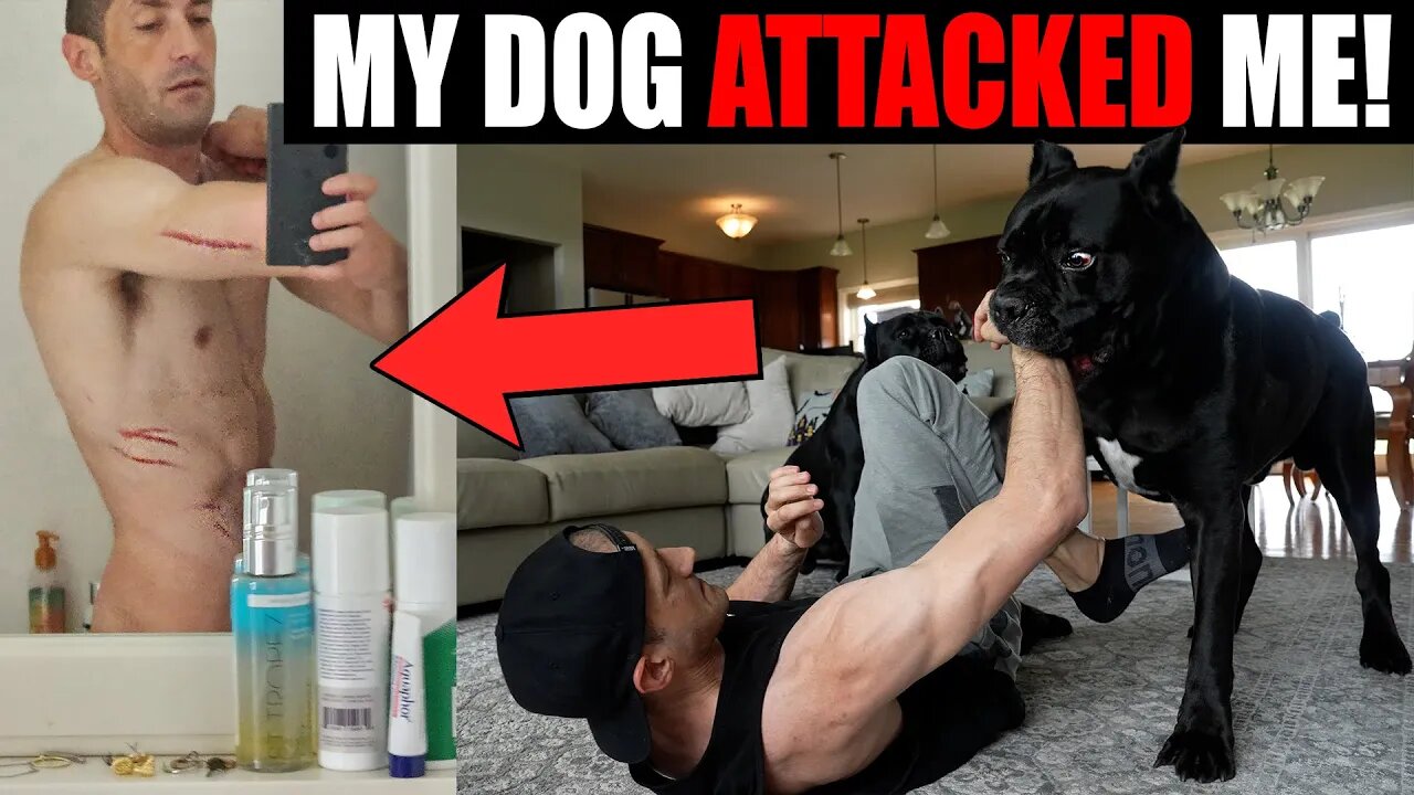 My Dog Attacked Me On Purpose - Cane Corso Training