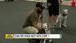 Shelters dogs helping veterans cope with PTSD