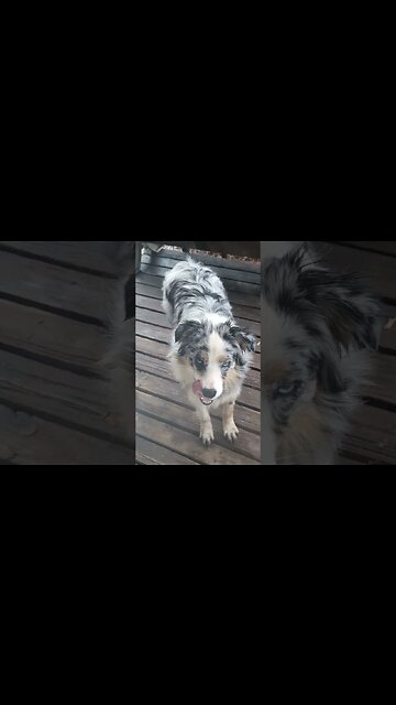 Muddy paws is a happy puppy