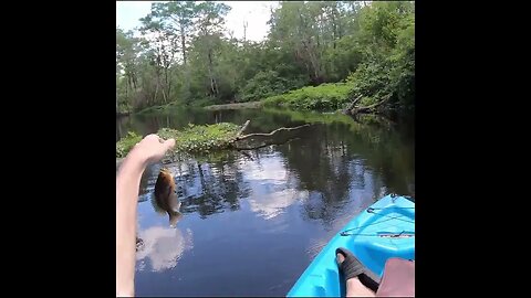 Panfishing Florida