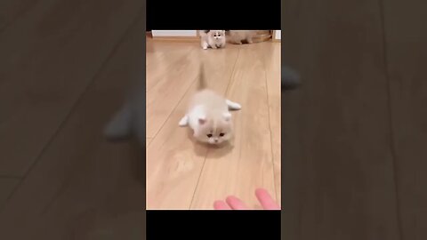 Cat Marvel #Pet #CutePet #Cat #cuteanimal Kittens